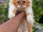 Bicolour Persian cat