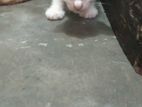 Cat Adoption