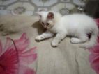 বিড়াল বিক্রি হবে