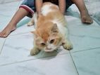 বিড়াল