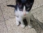 Cat For Adoption(free)