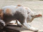 Cat for sell