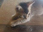 Cat Adoption