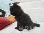 Cat for sale