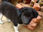 কুকুর বাচ্চা for sale