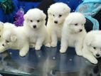 Dog for sale