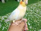 Bids Lover