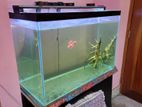 Big Aquarium for Sell