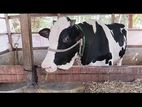 Big Cow for Qurbani 2024 - কোরবানির বড় ষাড় বিক্রি হবে