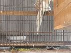 Big Size Albino Confirm Breeding Pair For Sale