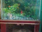 BIG SIZE AQUARIUM