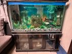 Big size Aqurium 4/2 ft