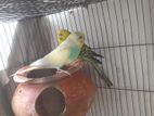 Big Size Bazigar Pair