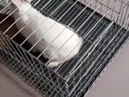 Rabbit for sell