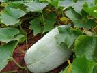 big size kumro