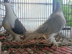 Big Size Shirazi Adult