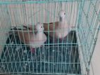 Big size yellow Austrilian dove muster pair.