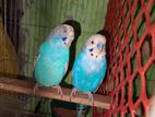 Bazigar bird for sell