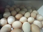বীজ ডিম, ইনশাআল্লাহ আশা করি ১০০% রেজাল্ট পাবেন।