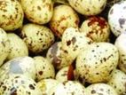বিজ ডিম কোয়েল পাখির