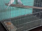 Budgerigar Running Pair