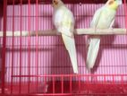 Cockatiel for sell