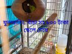বিক্রি হবে বাজিগর পাখি