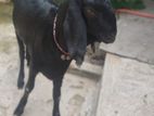 বিক্রি হবে বড় দেশি খাসি