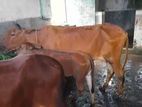 গরু বিক্রি হবে