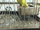 Bird for sell.