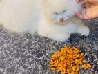 Cat for sale
