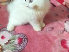 cat বিক্রি হবে