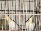 Bird for sale
