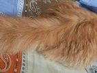 Cat for sell