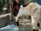 বিক্রি করা হবে ভাল জাতের হরিয়ানা পাঠা