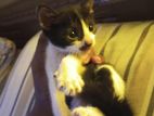 বিক্রি করা হবে cat
