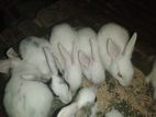 Rabbit for sell