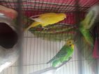 Budgerigar for sell