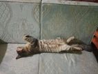 Cat Sell