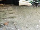 পার্শিয়ান বিড়াল
