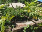 গাছ বিক্রি করা হবে