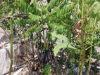 Plants for sell