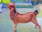 ২ টা খাশি বাচ্চা বিক্রি করা হবে