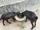বিক্রির জন্য এক জোড়া সুস্থ ও সবল ছাগল মাদারগঞ্জ