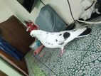 Bird for sell