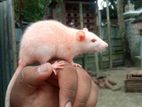 বিলাতি ইঁদুর। Albino Rats. সাদা