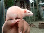 বিলাতি ইঁদুর। Albino Rats. সাদা
