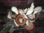 বিলাতি ইঁদুর। সাদা Albino Rats.