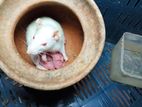 বিলাতি ইঁদুর। সাদা Albino Rats.