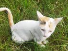Cat for adaption
